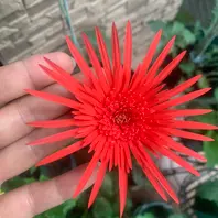 レッドガーベラ様　12点おまとめ レッドガーベラ様 12点おまとめ レッドガーベラ様 12点おまとめ レッド