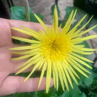 原種ガーベラ　黄色他 生花】ガーベラ(スパイダー)黄 品種おまかせ【60cm/静岡県】｜Flower