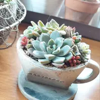 Top【選抜株】多肉植物　26067コーヒー ビューティー　11個　鉢無し/脱土 コーヒードリッパー型☕陶器の鉢に寄「多肉さんたち」のアルバム