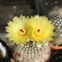 専用ページです！サボテン 美女丸♪抜き苗 専用ページです！サボテン 美女丸♪抜き苗 【公式通販】