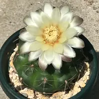 美女丸「サボテン」のアルバム-みんなの趣味の園芸1138708