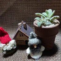 先日は妹の多肉棚設置をしましたが、昨「かわいい多肉植物」の