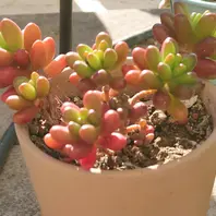 pink-rose様　多肉植物棚　GAI-80SZ1 先日は妹の多肉棚設置をしましたが、昨「かわいい多肉植物」の