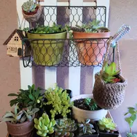 先日は妹の多肉棚設置をしましたが、昨「かわいい多肉植物」の