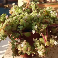 先日は妹の多肉棚設置をしましたが、昨「かわいい多肉植物」の