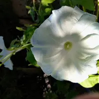 あさがおページ あさがお日記