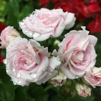 バラ咲きゼラニウムミルフィーユローズ「ゼラニウム」のアルバム