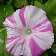 覆輪が美しい朝顔の苗 ✦つぼみ付き開花苗 一苗 レア✦ウィスパーバイン西洋朝顔の苗✦2輪開花苗一苗 - メルカリ