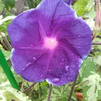 8/24朝顔青覆輪つぼみがたくさん控え「2020朝顔たち」のアルバム