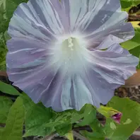 8/24朝顔青覆輪つぼみがたくさん控え「2020朝顔たち」の