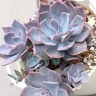 アエオニウム、メデューサ錦💞「多肉植物ものがたり」のアルバム