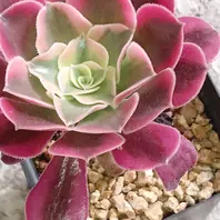 アエオニウム、メデューサ錦💞「多肉植物ものがたり」のアルバム