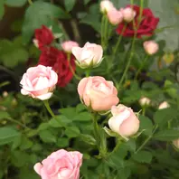 マイクロミニバラさくら🌹花付き良し🙆「我が家のお花」の