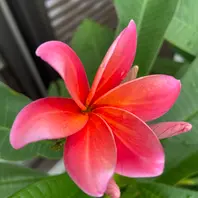 Plumeria”MardiGras”昨年の初開花に「プルメリアの部屋」の