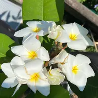 行列のできるレビュー商品、集めました。高評価アイテム Plumeria”Blizzard”初開花です😊「プルメリアの部屋」のアルバム 絵画