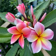 プルメリア　マルディグラ　接ぎ木苗 プルメリア マルディグラ 接ぎ木苗