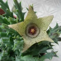 ガガイモ ナマクエンシス黄金牛角①