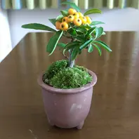 小さい鉢に植えたクロソヨゴです。こん「木の実、草の実」の