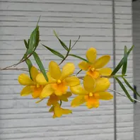 竹葉セッコクです。黄色💛にちょっとオ「草の花」のアルバム