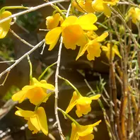 竹葉セッコクの花昨年に続いて今年も花「草の花」のアルバム