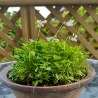 バシクルモン別名オショロソウは小樽付「草の花」のアルバム