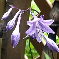 バシクルモン別名オショロソウは小樽付「草の花」のアルバム