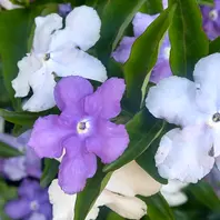 ニオイバンマツリの花、花色は紫から白「木の花」のアルバム