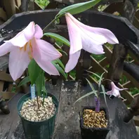 バシクルモン別名オショロソウは小樽付「草の花」のアルバム