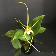テトラゴナムDen.tetragonum熊本県宇「【デンドロビューム原種