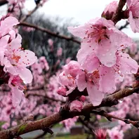 桃の花 9035_momo_large-740x440.jpg