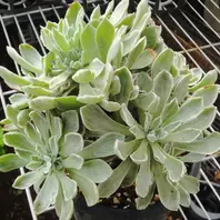 アエオニウムの富士の白雪です。近くで「多肉植物とチランジアなど