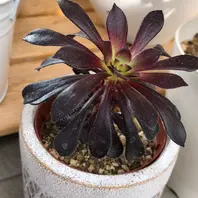 アエオニウムカシミアバイオレット「多肉植物」のアルバム アエオニウムカシミアバイオレット「多肉植物」のアルバム