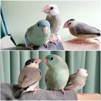 ヨウム　シルバー文鳥　サザナミインコ　　クリーム　グリーン濃・淡 生後4か月ほどの桜文鳥とサザナミインコ「文鳥とインコ～*」の