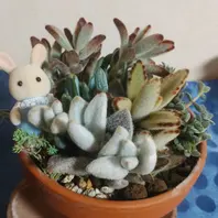 うさ耳の寄せ植え 姫月兎耳 福兎耳「多肉・サボテン