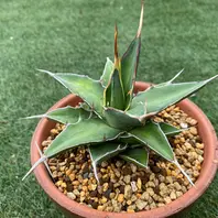 キシロナカンサ「酒呑童子」2021.8.16撮影「アガベ」のアルバム