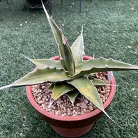 キシロナカンサ「酒呑童子」今年の冬は「アガベ」のアルバム