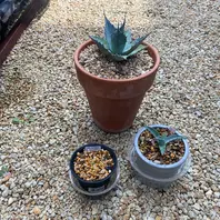 キシロナカンサ「酒呑童子」今年の冬は「アガベ」のアルバム