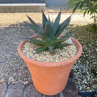 キシロナカンサ「酒呑童子」今年の冬は「アガベ」のアルバム