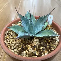 キシロナカンサ「酒呑童子」今年の冬は「アガベ」のアルバム