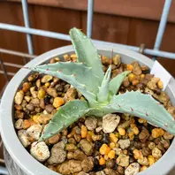 キシロナカンサ「酒呑童子」今年の冬は「アガベ」のアルバム