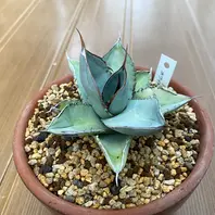 キシロナカンサ「酒呑童子」今年の冬は「アガベ」のアルバム