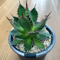 キシロナカンサ「酒呑童子」今年の冬は「アガベ」のアルバム