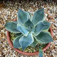 アガベ トレード仲間 気軽に募集