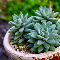 新色 カタチ製作所 ブーケ Bouquet 植木鉢 ブルー 塊根植物 多肉植物 ブルーブリトーセデベリア「多肉とお花」のアルバム-みんなの趣味の