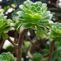 アエオニウムバルサミフェルム良く育「多肉とお花」のアルバム