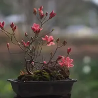 ヤマツツジ小盆栽ではもったいないかも。「2020庭と木々と雑木小盆栽