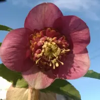 加藤農園さんのかぐや姫です。香りのあ「クリスマスローズ2020〜21