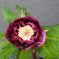 加藤農園さんのかぐや姫です。香りのあ「クリスマスローズ2020〜21