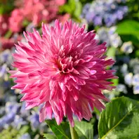 レモンパイ 紫陽花『深海の色』薔薇咲きジャスミン♪ 楽天市場】予約販売 アジサイ 深海の色 7.5cmポット 加茂 KAMO