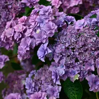 レモンパイ 紫陽花『深海の色』薔薇咲きジャスミン♪ 楽天市場】予約販売 アジサイ 深海の色 7.5cmポット 加茂 KAMO